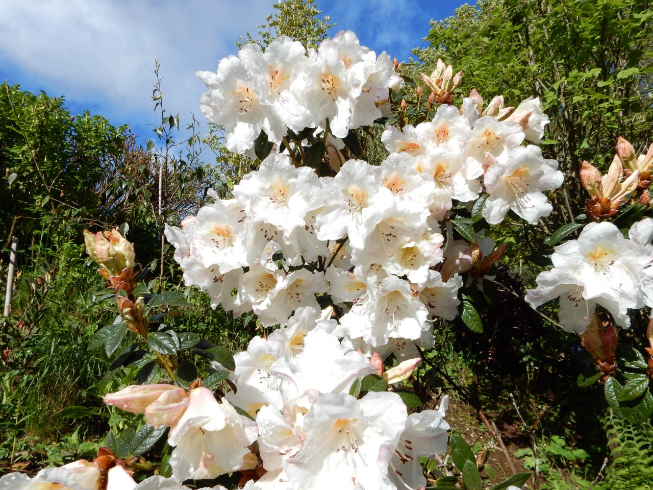 'Lady Alice Fitzwilliam' AGM